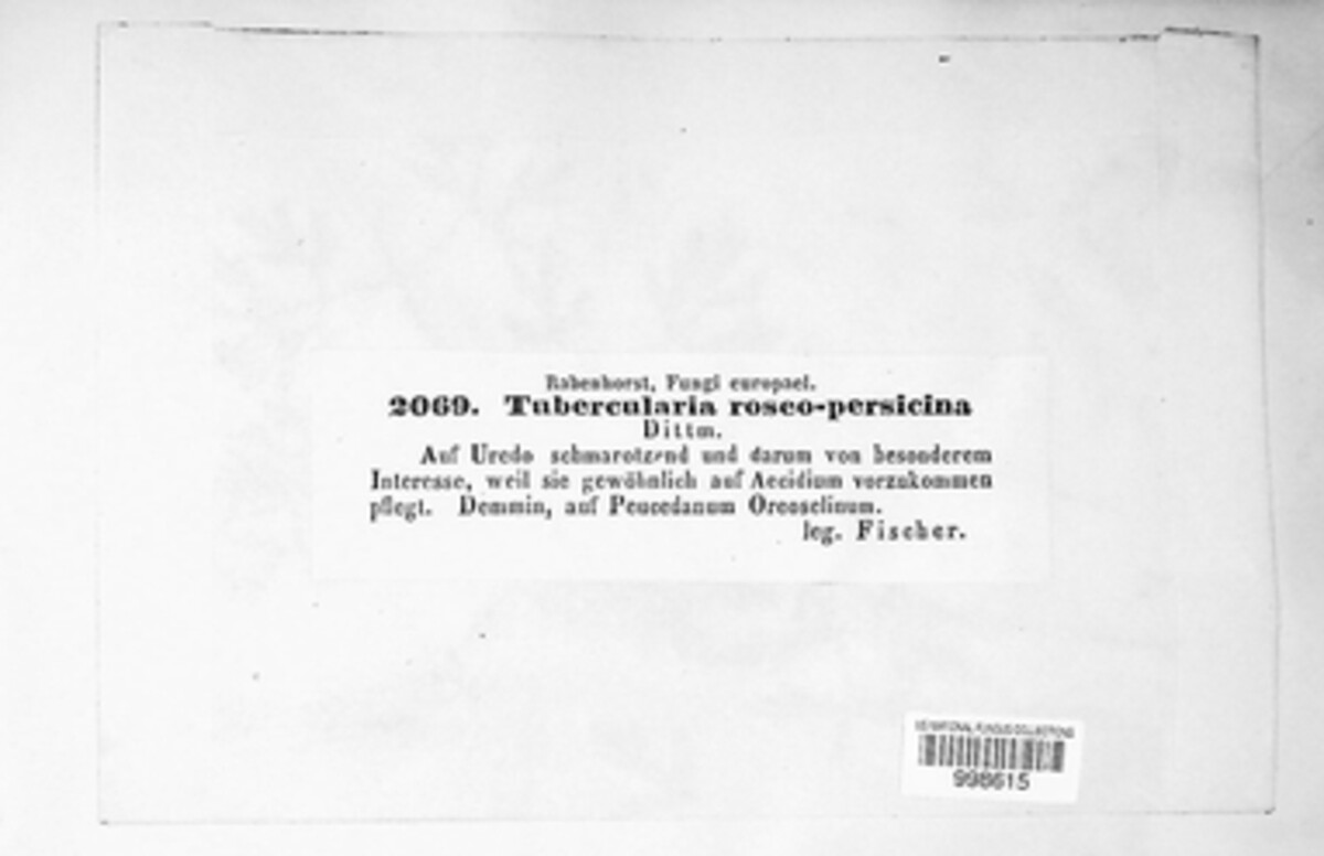 Tubercularia rosea image